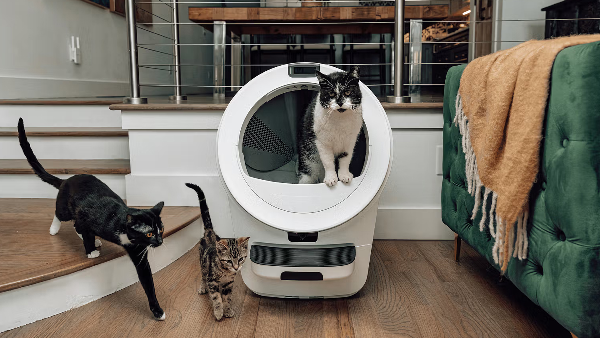 Litter Robot Review
