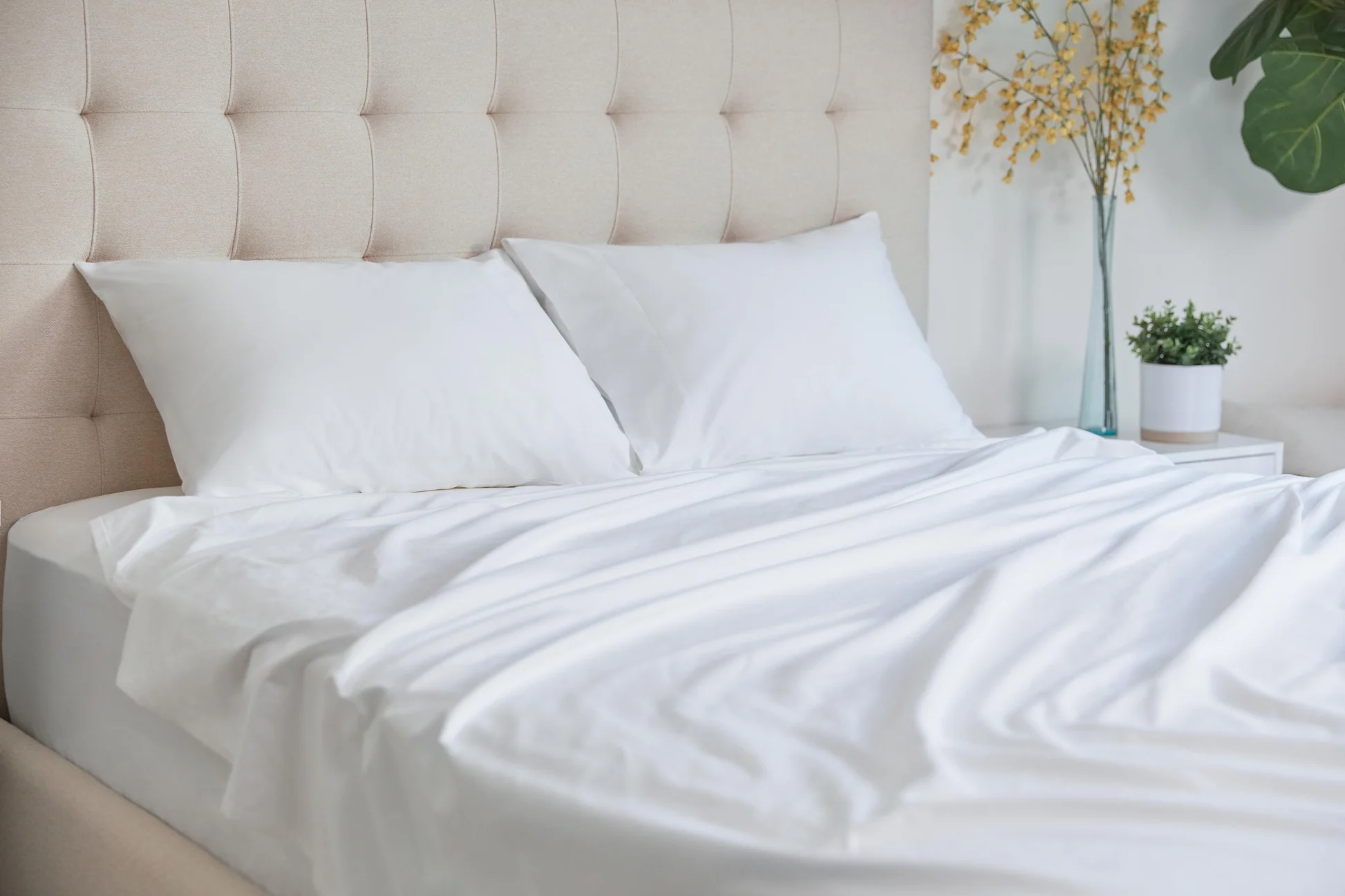 Organic Cotton Sheet Set